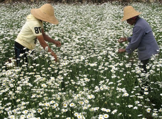 除虫菊